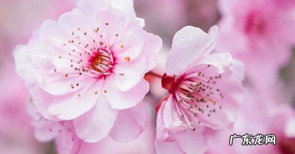 桃花是什么颜色,桃花有几种颜色