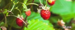 野草莓有哪几种类 野草莓有哪几种