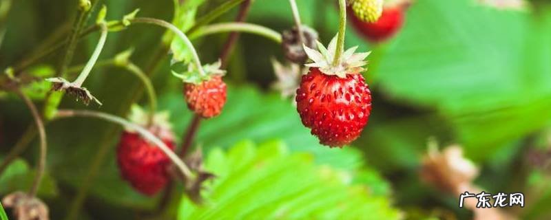 野草莓有哪几种类 野草莓有哪几种
