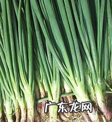 大葱和红葱有什么区别,红葱洋葱和圆葱有什么区别