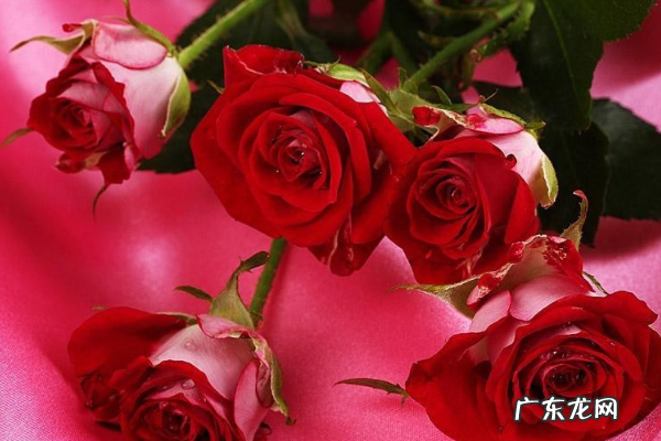 带花泥的花束怎么包装,清明花束包装技法