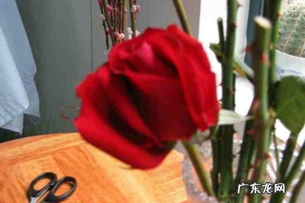 带花泥的花束怎么包装,清明花束包装技法