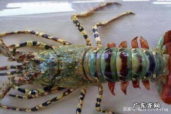海鳌虾是什么虾,海白虾和皮皮虾的区别