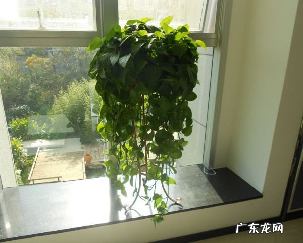 新房放绿植有什么用,新装修的房子放什么东西去甲醛