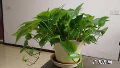 新房放绿植有什么用,新装修的房子放什么东西去甲醛