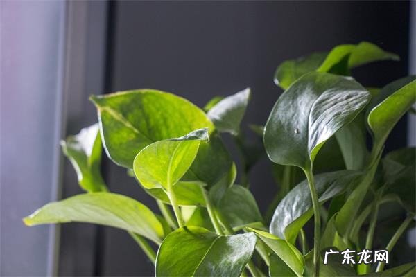 新房放绿植有什么用,新装修的房子放什么东西去甲醛