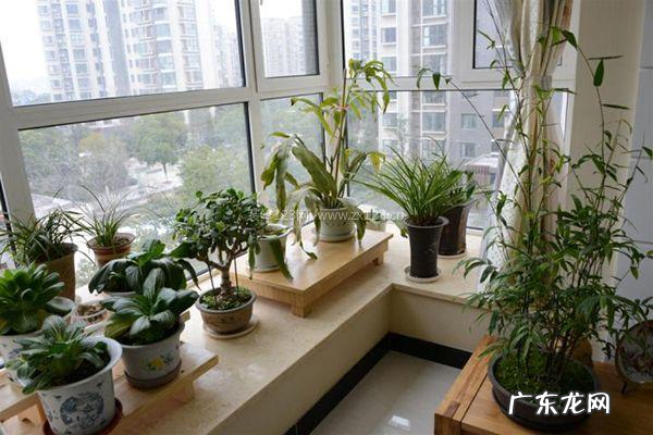 新房放绿植有什么用,新装修的房子放什么东西去甲醛