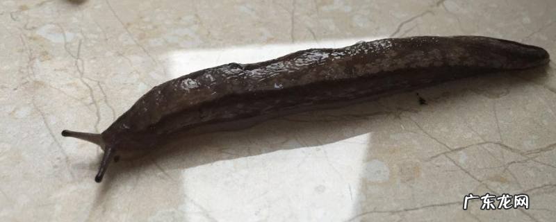 鼻涕虫怎么彻底消灭干净 厨房鼻涕虫怎么彻底消灭干净