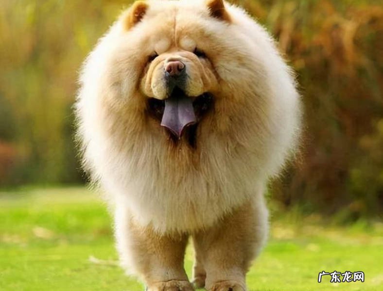 松狮犬 哪些是容易踩雷的狗狗