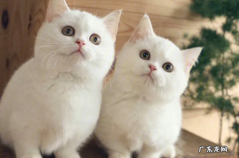 猫薄荷 缓解母猫发情的方法有哪些