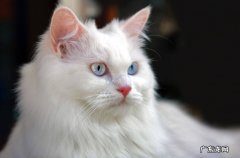 安哥拉猫 著名的长毛猫有哪些