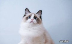 布偶猫 过于依赖主人的猫有哪些