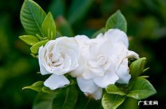 栀子花 买了也养不活的是什么花