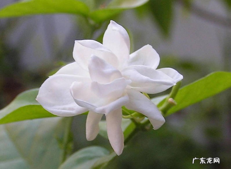 栀子花 买了也养不活的是什么花