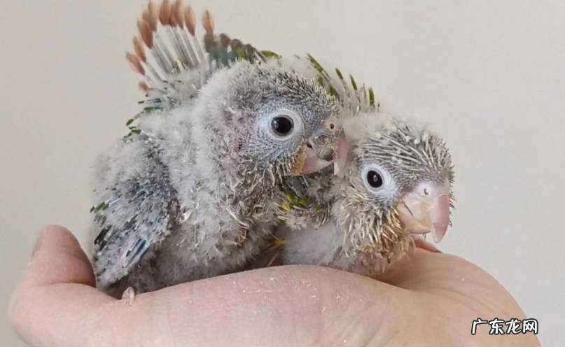 合适的奶粉 鹦鹉雏鸟饮食上有什么要注意的