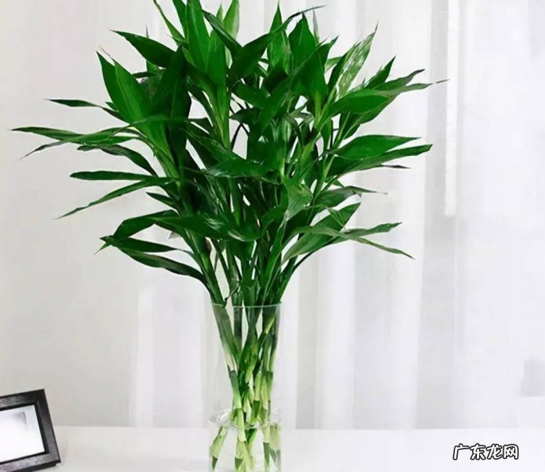 铜钱草 哪些植物喜水