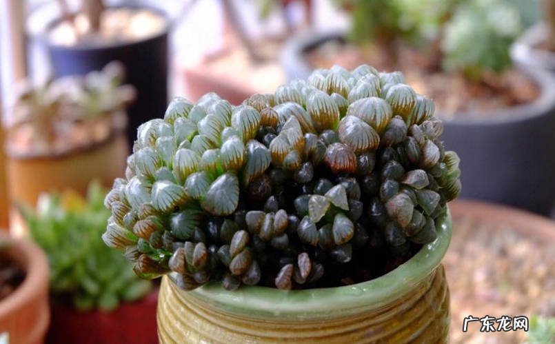 排水孔 姬玉露多肉植物养护