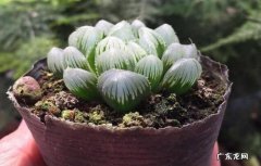 排水孔 姬玉露多肉植物养护
