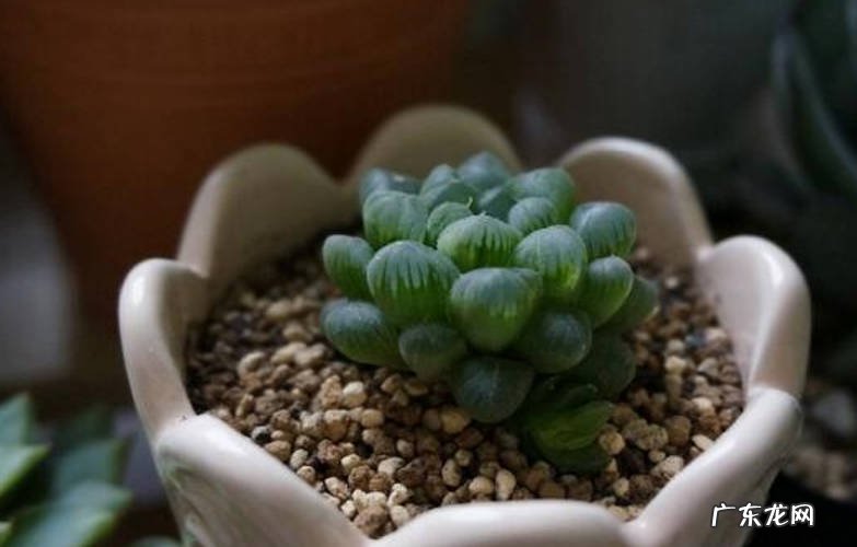 排水孔 姬玉露多肉植物养护