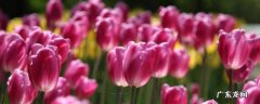 没有花瓶怎么保存鲜花 没有花瓶花怎么存放