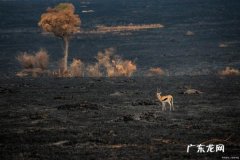瞪羚企业怎么申请,山东省瞪羚企业申报条件