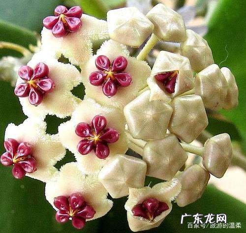球兰花需要什么肥,球兰用什么肥料开花多