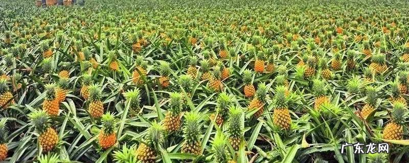 切开的菠萝过夜可以吃吗 菠萝切开放一晚上还能吃吗