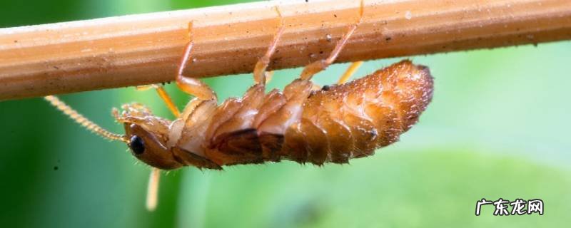 大水蚁咬人吗 大水蚁咬了