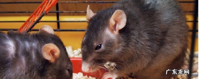 小老鼠吃什么东西 小老鼠吃什么