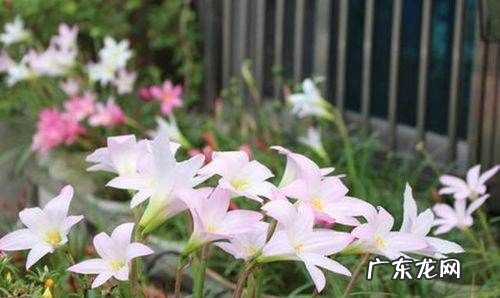 风雨兰秋天怎么养,风雨兰秋天怎么养护