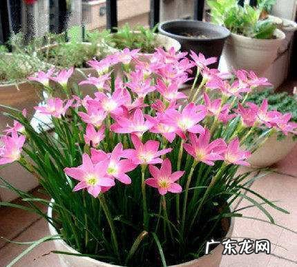 风雨兰秋天怎么养,风雨兰秋天怎么养护