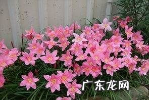 风雨兰秋天怎么养,风雨兰秋天怎么养护