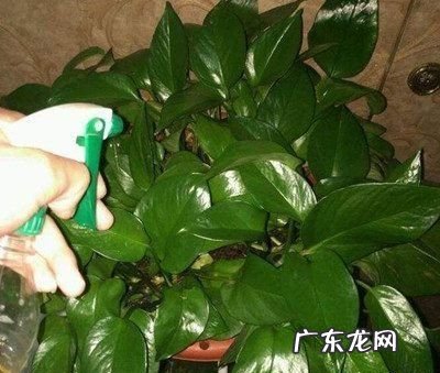 土培绿萝怎么用营养液,小瓶绿色营养液怎么用