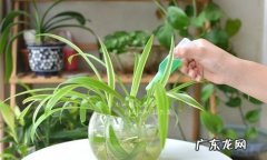 土培绿萝怎么用营养液,小瓶绿色营养液怎么用