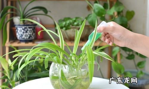 土培绿萝怎么用营养液,小瓶绿色营养液怎么用