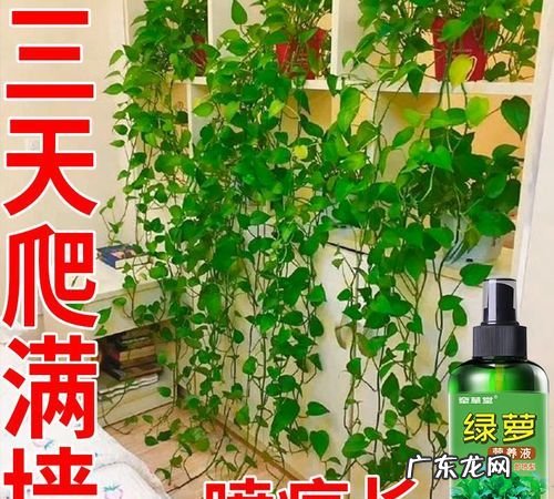 土培绿萝怎么用营养液,小瓶绿色营养液怎么用