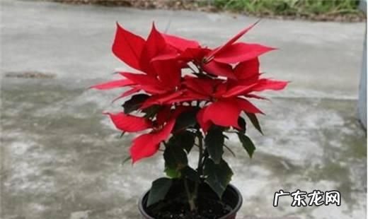 圣诞花有毒养殖方法是什么,圣诞花怎么养护注意事项是什么