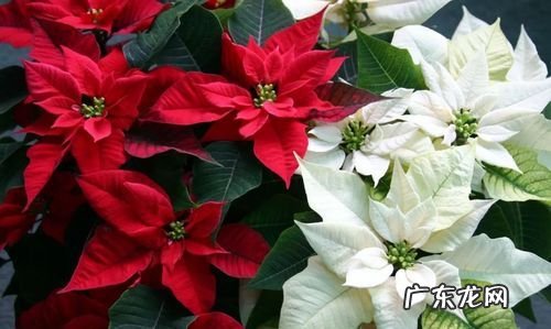 圣诞花有毒养殖方法是什么,圣诞花怎么养护注意事项是什么