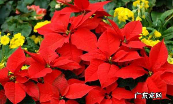 圣诞花有毒养殖方法是什么,圣诞花怎么养护注意事项是什么