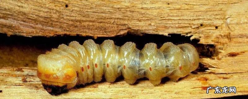 门框生虫是什么虫 门框有虫子