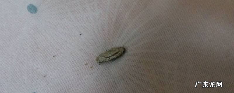 怎样消灭衣蛾 怎么消灭衣蛾