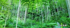 竹子根怎么清除 如何清除竹子根