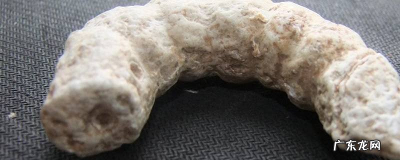 虎蚕是什么蚕 虎蚕和桑蚕有什么区别