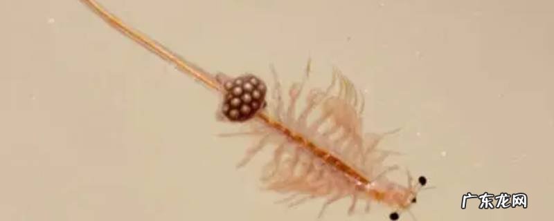卤虫是什么无脊椎动物 卤虫是什么