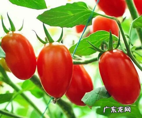 千禧小番茄种植方法,小番茄开始结果了可不可以施化肥