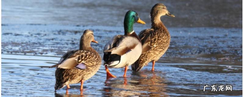 鸭冠龙吃什么 鸭吃什么