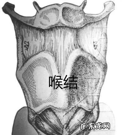 喉结是如何形成的,怎样才能让喉结凸出来一点