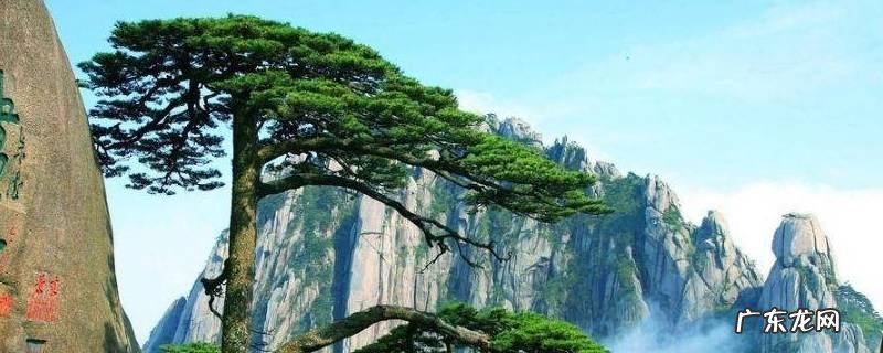 迎客松为什么会成为黄山的象征四年级下册 迎客松为什么会成为黄山的象征