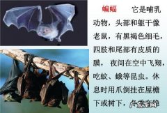 蝙蝠是什么动物吃什么东西,蝙蝠是什么样子的