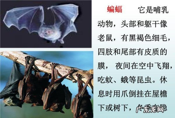 蝙蝠是什么动物吃什么东西,蝙蝠是什么样子的